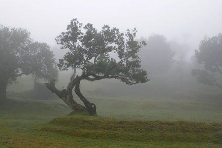 Laurel forest in the mountains of Madeira