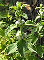 Mentha arvensis