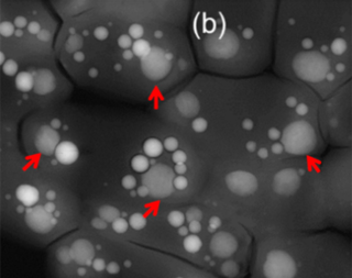 <i>Gloeomargarita lithophora</i> Species of bacterium