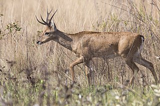 <span class="mw-page-title-main">Pampas deer</span> Species of mammals