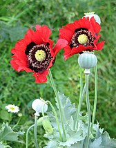 Papaver somniferum