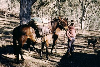 <span class="mw-page-title-main">Packhorse</span> Horse, mule, donkey, or pony used to carry goods on its back