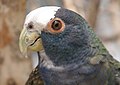 White-crowned Parrot