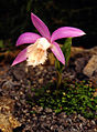 Pleione formosana