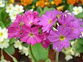 Primula denticulata