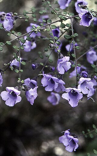 <i>Prostanthera violacea</i> Species of flowering plant