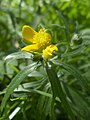 Gullsólja (Ranunculus auricomus)