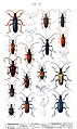 Plate/Planche/Tafel 131 "Rhamnusium, Oxymirus, Stenochorus, Acimerus, Pachyta, Evodinus, Acmaeops, Gaurotes"