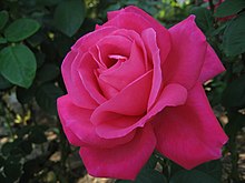 'Maria Callas' Rosa Maria Callas01.jpg