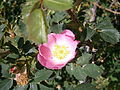 Rosa vosagiaca