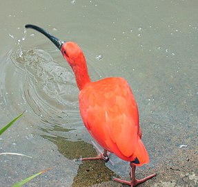 Grimizni ibis