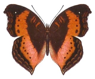 <i>Precis milonia</i> Species of butterfly