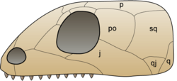 Anapsidin kallo.