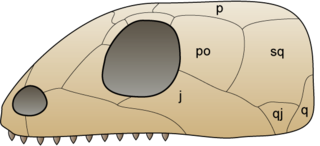 <span class="mw-page-title-main">Anapsid</span> Subclass of reptiles