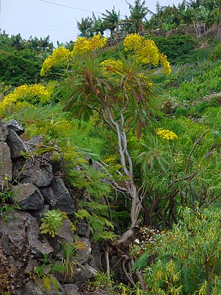 <i>Sonchus palmensis</i> Species of flowering plant in the daisy family Asteraceae