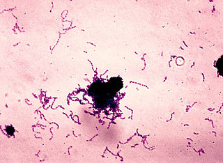 <i>Streptococcus mutans</i> Species of bacterium