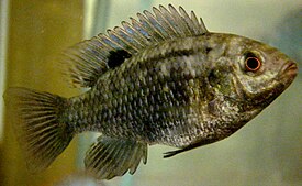 Vihertilapia Tilapia sparrmanii