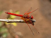    Trithemis kirbyi