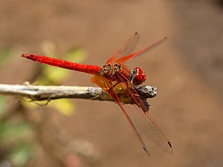 <span class="mw-page-title-main">Epiprocta</span> Taxonomic suborder of insects