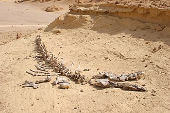 بقايا هيكل حوت رُمحيّ الأسنان أو الدوريودون البائد في وادي الحيتان بمحميَّة وادي الريان بالفيوم