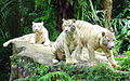 White tigers at the Singapore Zoo