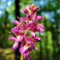 Orchis mascula Germany - NRW Münster