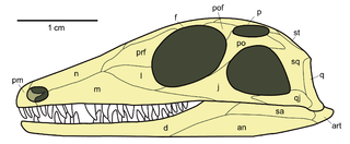 <span class="mw-page-title-main">Younginiformes</span> Extinct group of reptiles