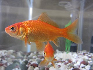 <span class="mw-page-title-main">Common goldfish</span> Breed of goldfish