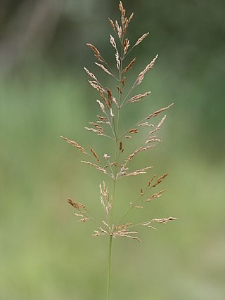 <i>Agrostis gigantea</i> Species of grass