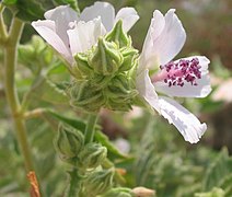 Fleur avec sa colonne staminale (anthères mauves)