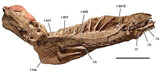 <i>Anatosuchus</i> Extinct genus of reptiles