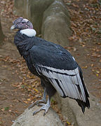 Condor des Andes.