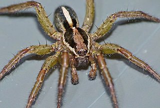 <i>Anoteropsis hilaris</i> Species of spider