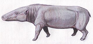 <span class="mw-page-title-main">Anthracotheriidae</span> Extinct family of mammals