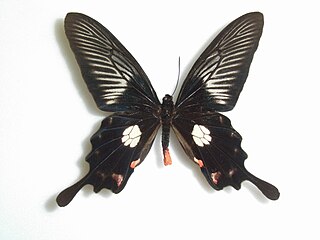 <i>Pachliopta mariae</i> Species of butterfly