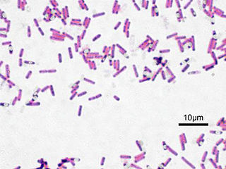 <i>Bacillus</i> Genus of bacteria