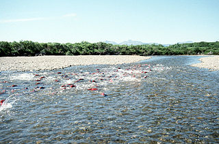 <span class="mw-page-title-main">Environmental issues with salmon</span>