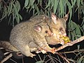 Лисий кузу (Trichosurus vulpecula)