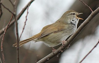 Bush-warbler