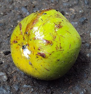 <i>Donella lanceolata</i> Species of plant in the family Sapotaceae