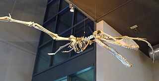 <i>Maaradactylus</i> Genus of anhanguerid pterosaur from the Early Cretaceous