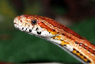 <i>Pantherophis</i> Genus of snakes