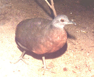 <span class="mw-page-title-main">Brown tinamou</span> Species of bird