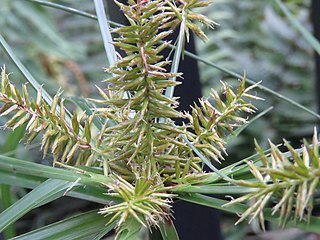 <i>Cyperus hermaphroditus</i> Species of sedge