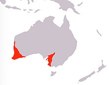 Dasypogonaceae range.jpg