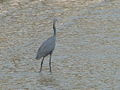 Küstenreiher Western Reef Heron