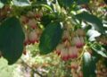 Kellopensas (Enkianthus campanulatus).