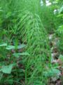 Vallbjølluvísa (Equisetum pratense)