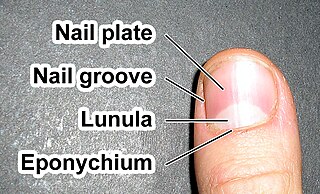 <span class="mw-page-title-main">Lunula (anatomy)</span> Crescent-shaped whitish bed of a fingernail or toenail