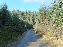 Forestry track on Alwen trail - geograph.org.uk - 4952276.jpg